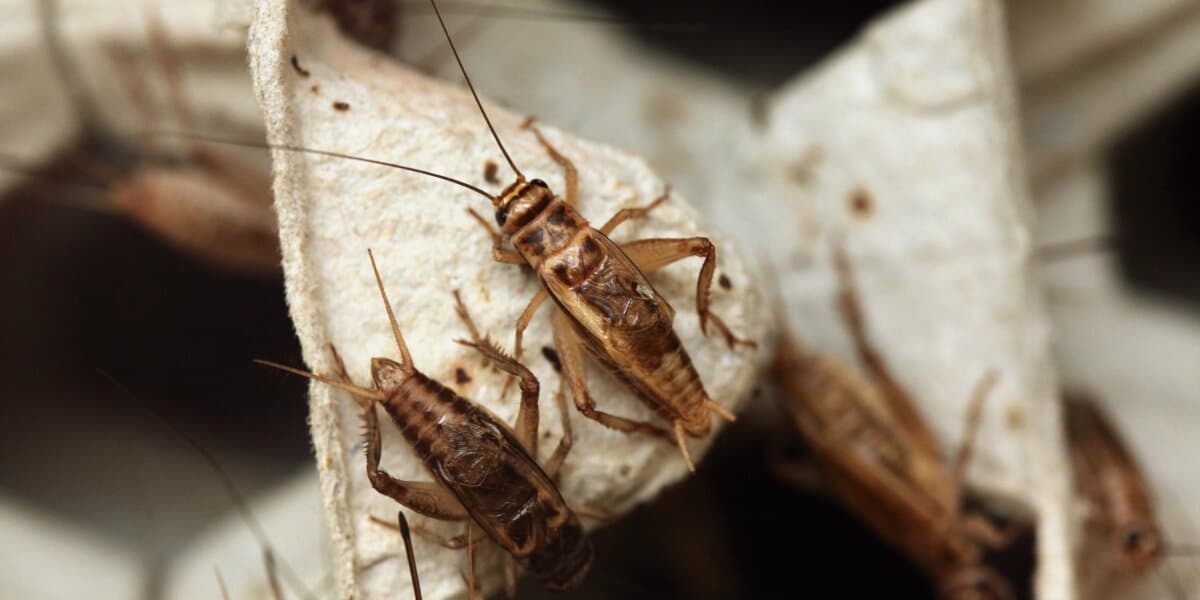 How to breed crickets for your reptiles and invertebrates? Dug's Bugs