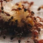 colony of ants eating