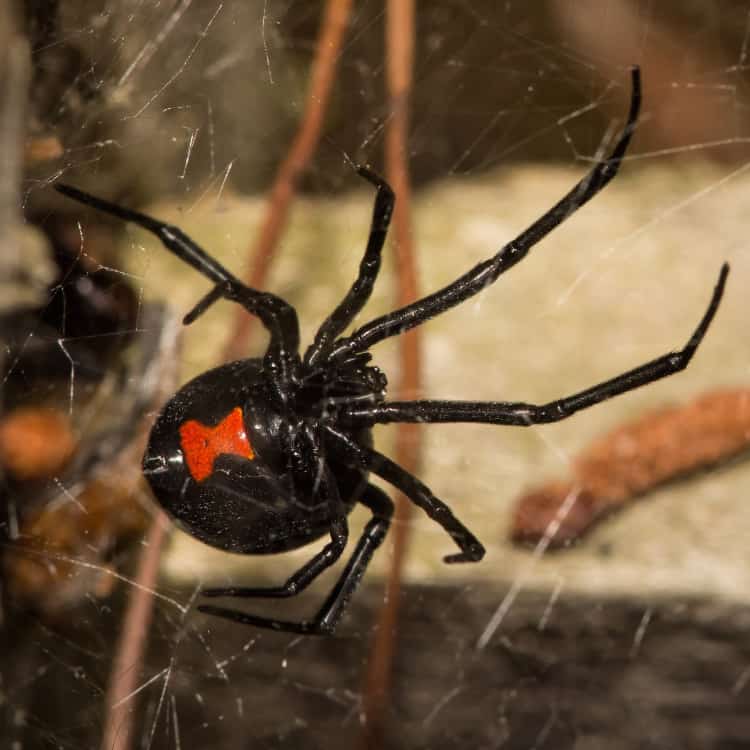 dangerous black widow spider