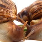 two achatina snails