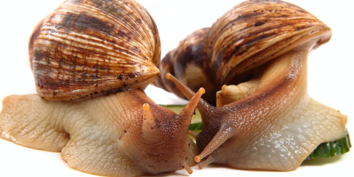 Giant African Land Snails as Pets A Beginner’s Guide to Keeping These