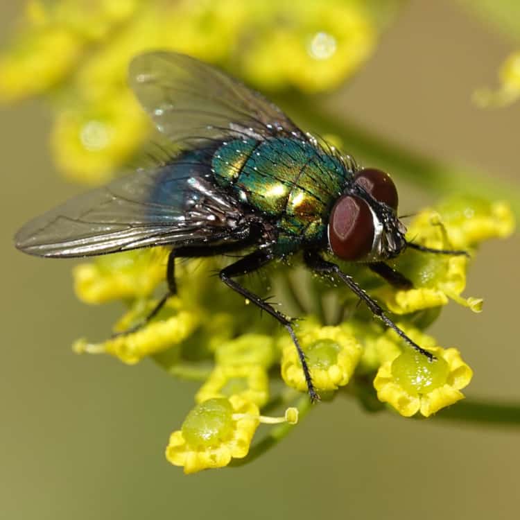 blow-fly-pollinating-flower