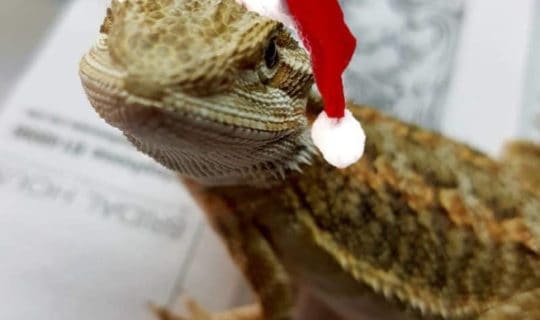 A Bearded Dragon is for life, not just for Christmas…