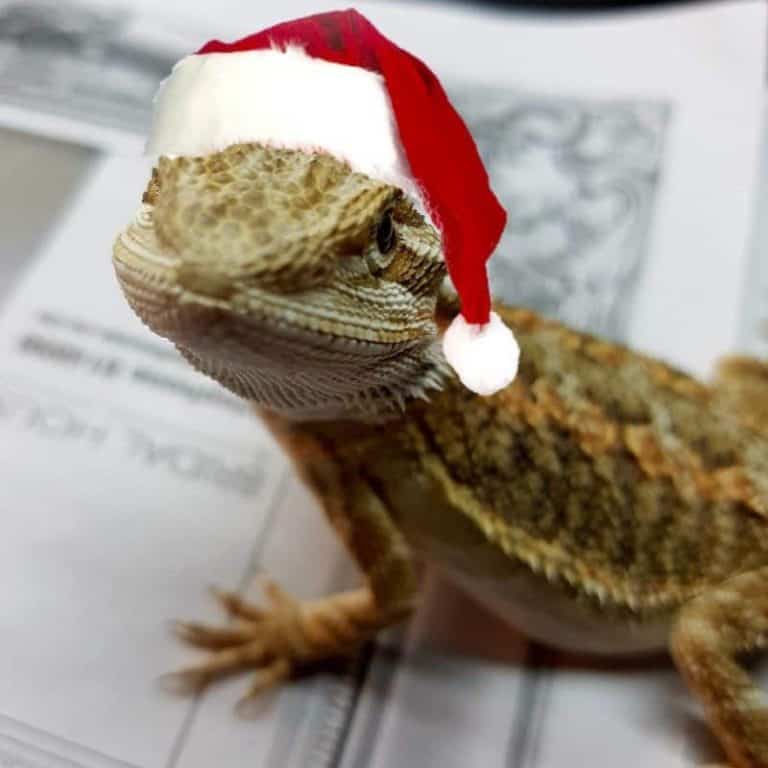 A Bearded Dragon is for life, not just for Christmas…