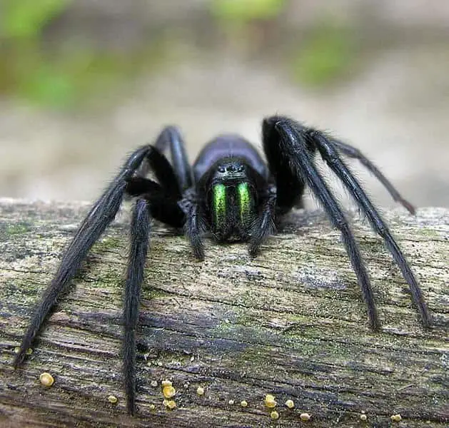 What are Vampire Spiders and should you be worried?