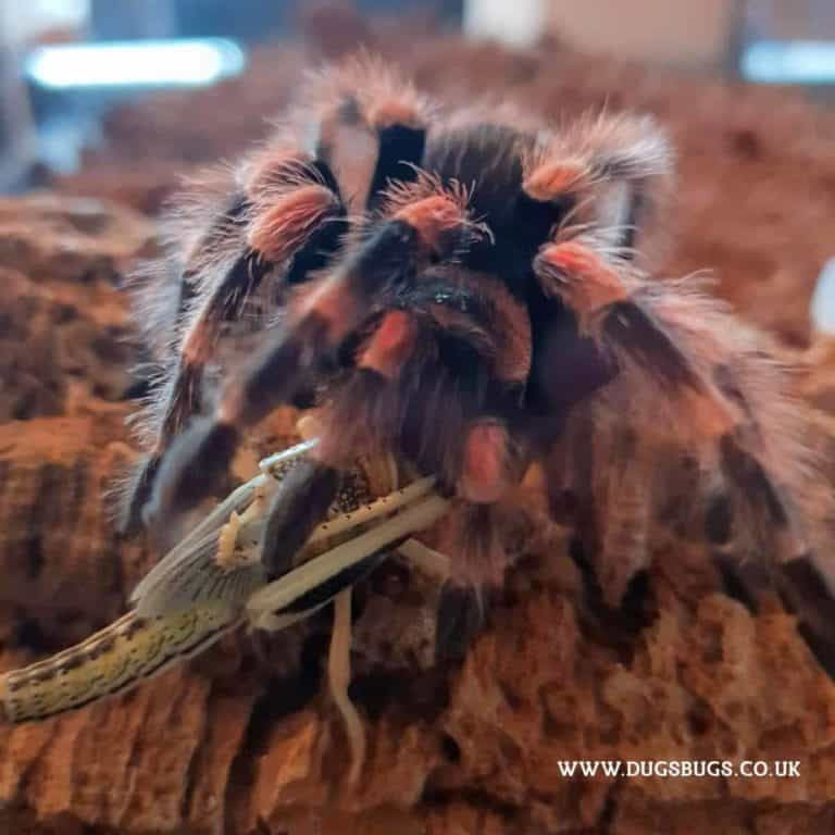 What Do Tarantulas Eat?