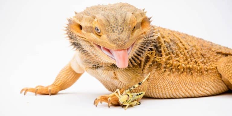 What Can Bearded Dragons Eat? – Help I have run out of crickets!