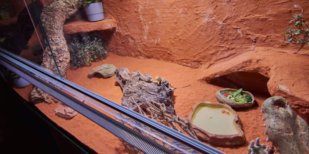 A terrarium with Bearded Dragons resting on a piece of driftwood. The enclosure features a sandy floor, a water dish, a food dish with greens, plants, rocks, and a textured background giving a desert-like appearance—perfect for these fascinating pets.