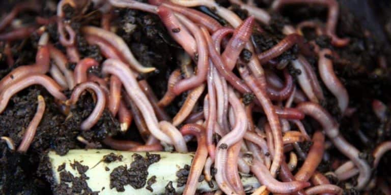 Can You Feed Earthworms to Bearded Dragons?