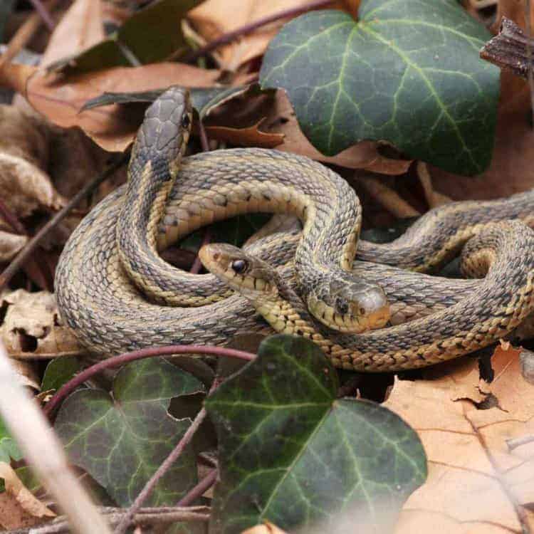 garter-snakes