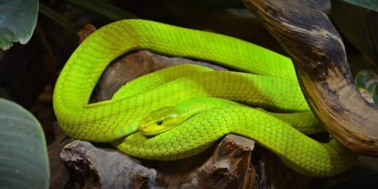 Popular Insect Eating Snakes