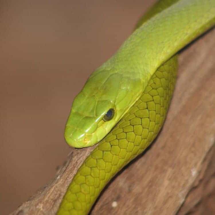 green-snake