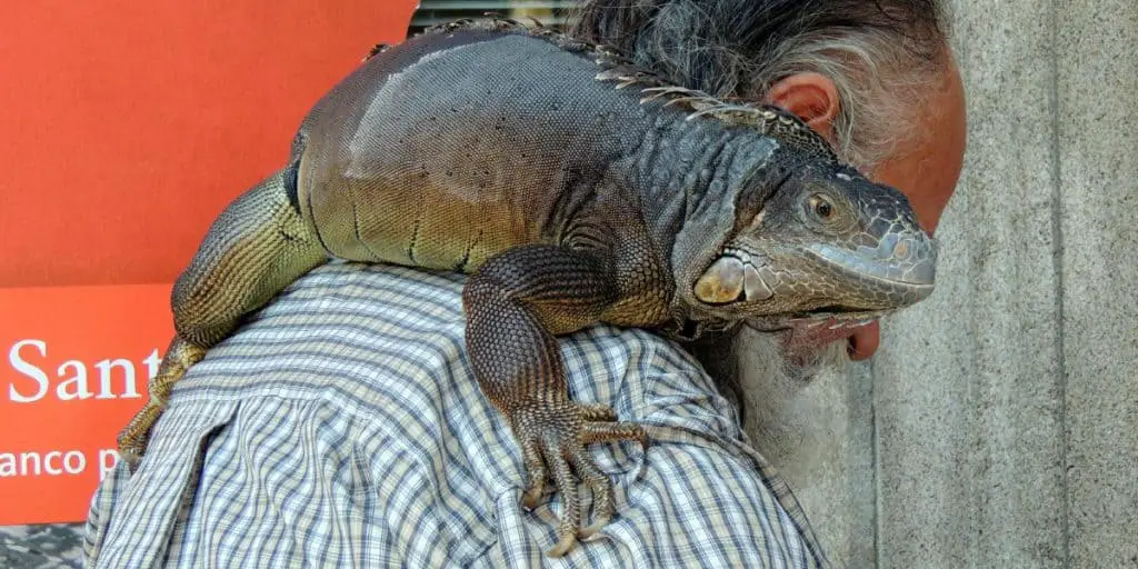 How big are iguanas?