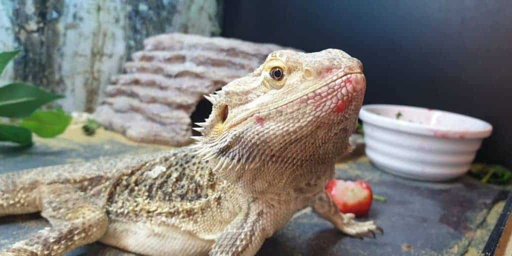 bearded-dragon-eating-strawberries