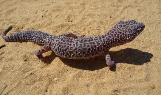 Can Leopard Geckos Regrow Their Toes?