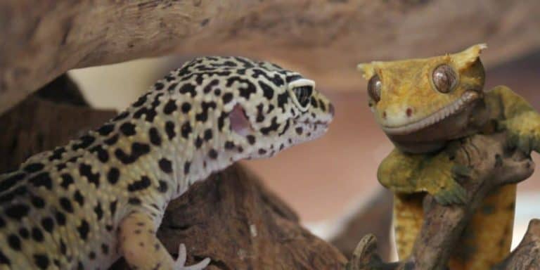 Can Leopard Geckos and Crested Geckos be Kept Together?