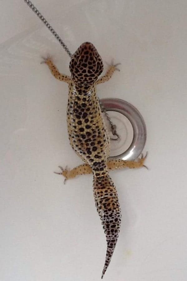 leopard-gecko-bathtub