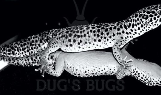 Leopard Geckos as Pets