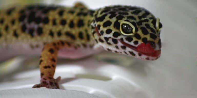 Do Leopard Geckos Have Teeth?