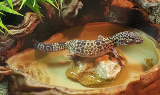 What to Do If Your Leopard Gecko Has Dry Skin?