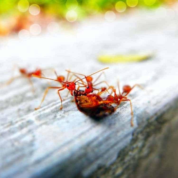 small red ants