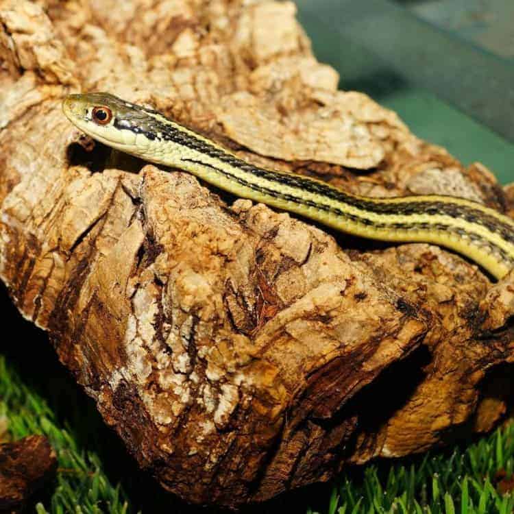 ribbon-snake