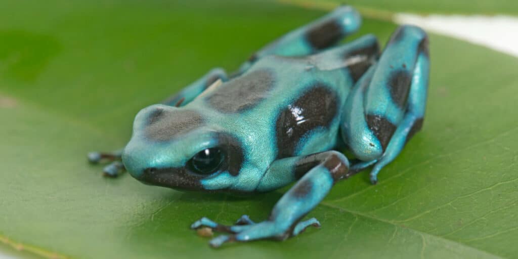 Poison Dart Frogs as Pets