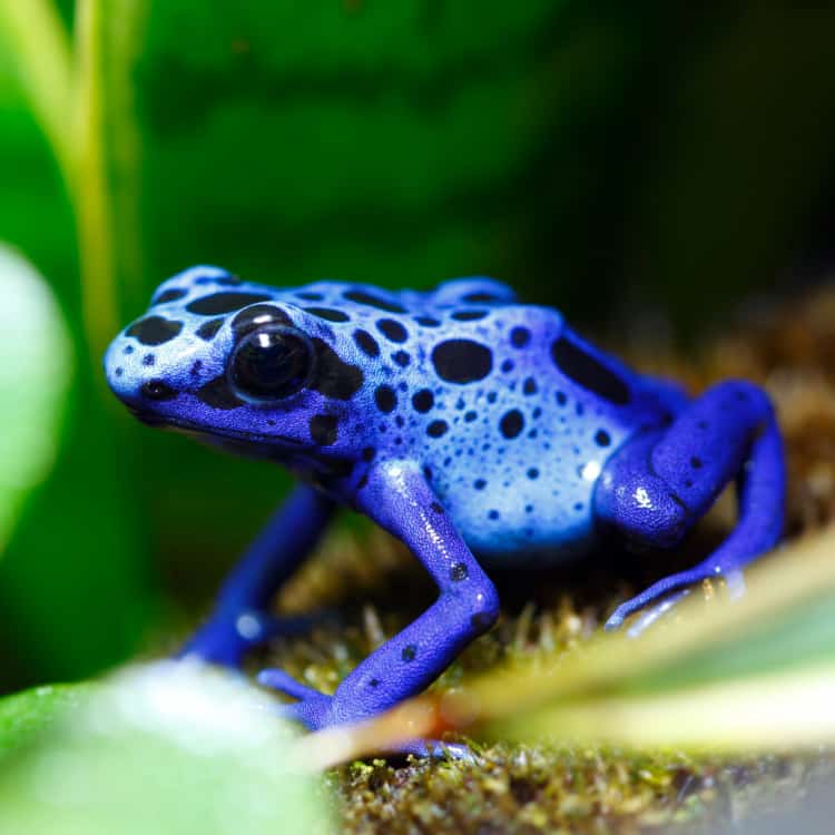 blue azureus dart frog