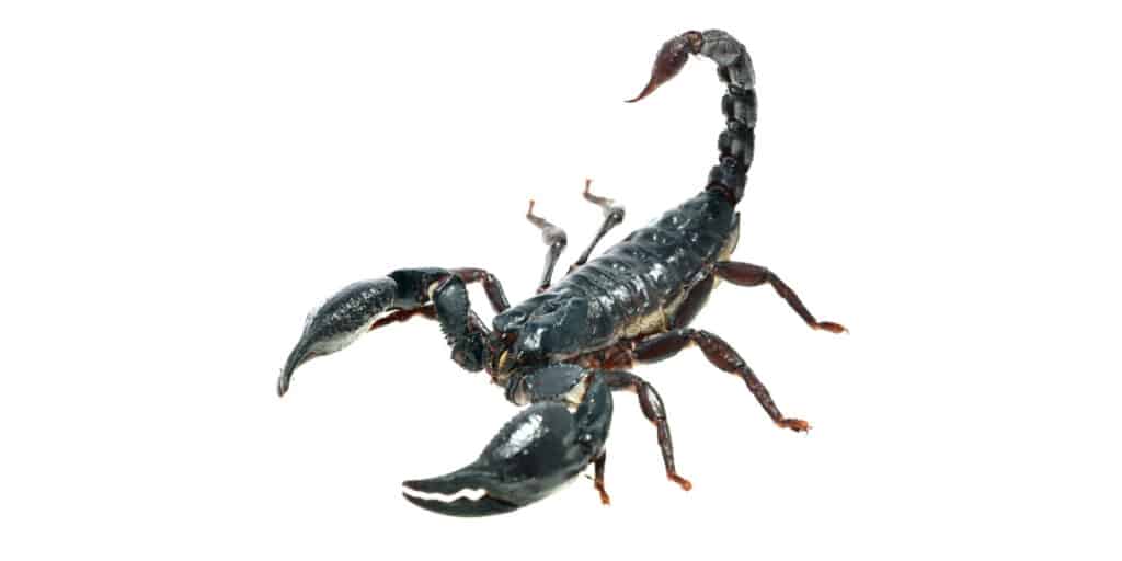 Keeping Scorpions as Pets