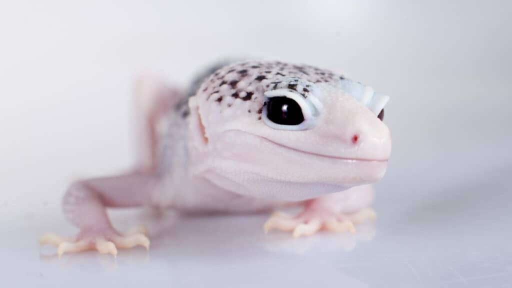 Do leopard geckos make good pets for kids