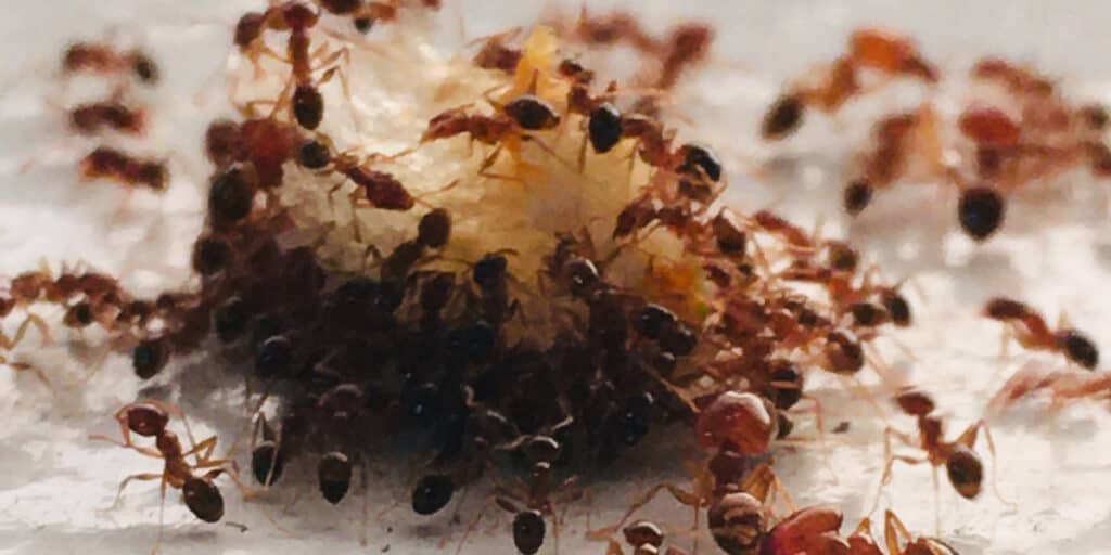 What Should You Feed Your Ant Colony?
