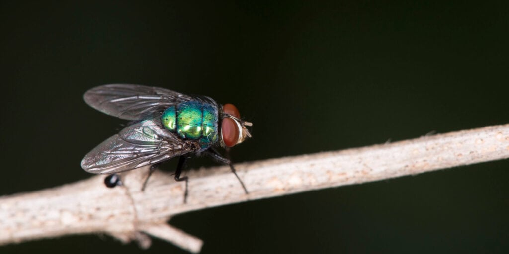 What is the point of blue bottle flies?