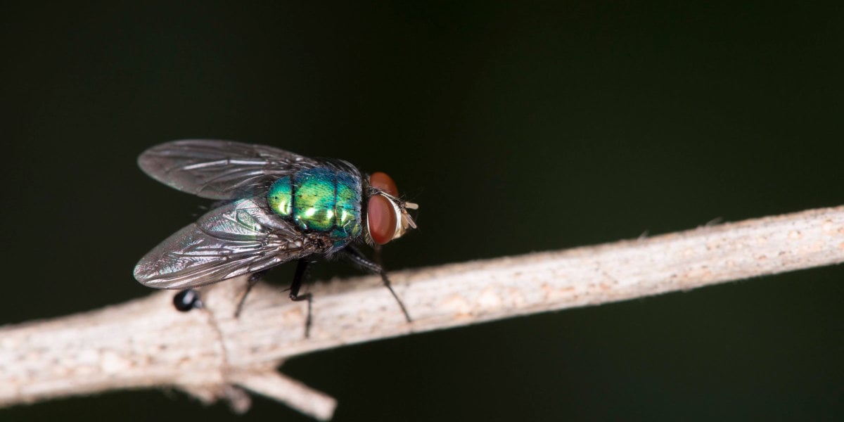 What is the point of blue bottle flies? - Dug's Bugs