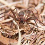 deadly-brown-recluse-spider