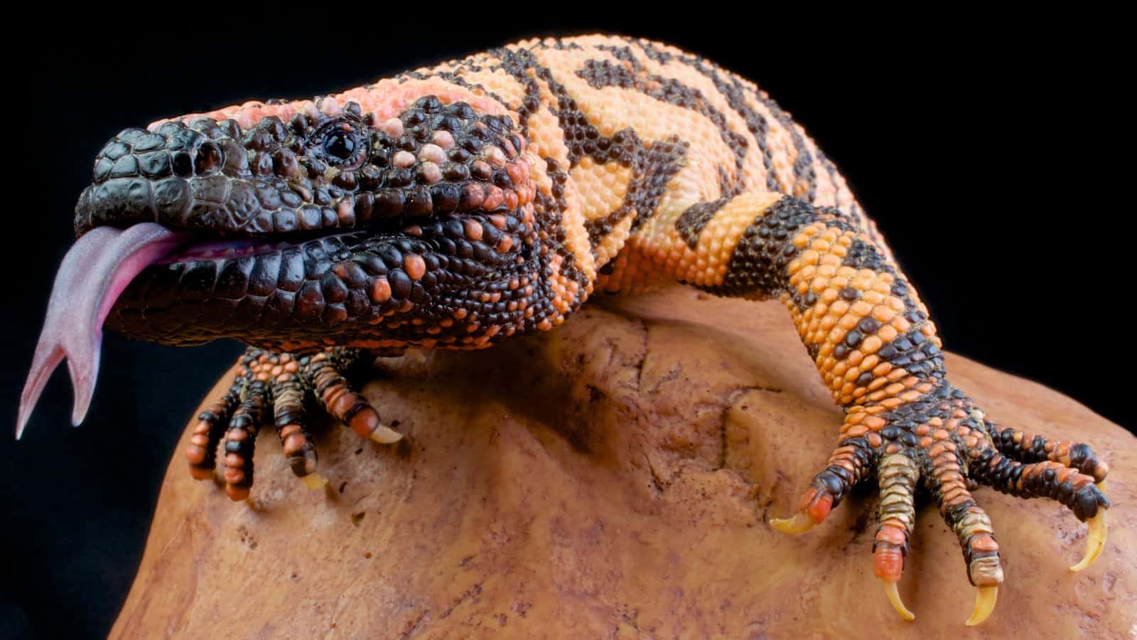 The most venomous reptiles in the world learn about the deadly toxins