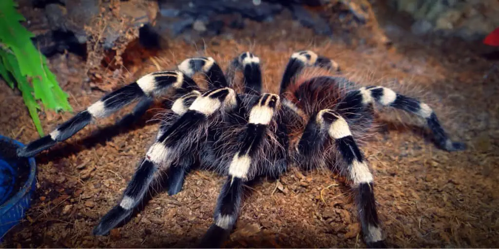 What is the difference between a tarantula and a spider?