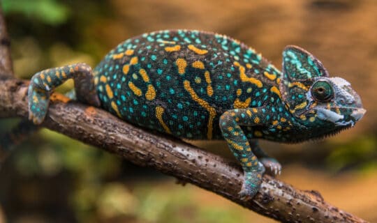 Veiled Chameleon Care Sheet: Everything You Need to Know