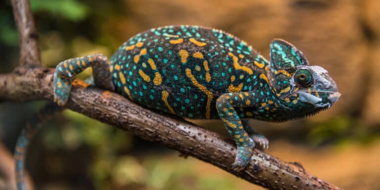 Veiled Chameleon Care Sheet: Everything You Need to Know