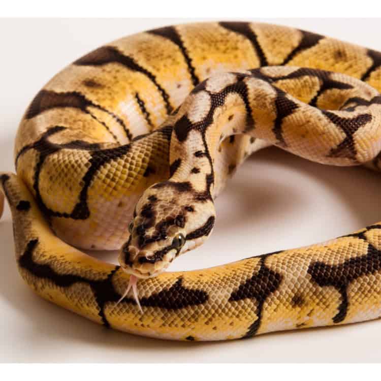 A Bee morph of ball python on white background
