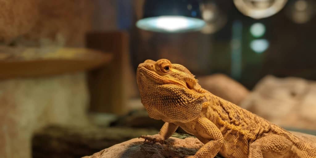 A bearded dragon lizard sits on a rock under a heat lamp. The lizard's rough, scaly skin is visible, and it appears relaxed in its warm environment, perfectly meeting its heating needs in this indoor habitat. The background is blurred with soft lighting.