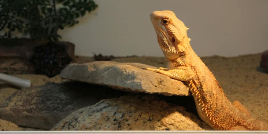 A bearded dragon lizard perches on a large grey rock inside an enclosure. The background includes sandy terrain and a few plants, all carefully arranged to meet the proper lighting requirements for bearded dragons.