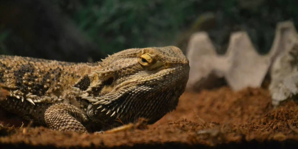 A close-up of a bearded dragon lying on a bed of brown sand, with its eyes half-closed. The background is blurred but suggests an enclosure with some natural elements.