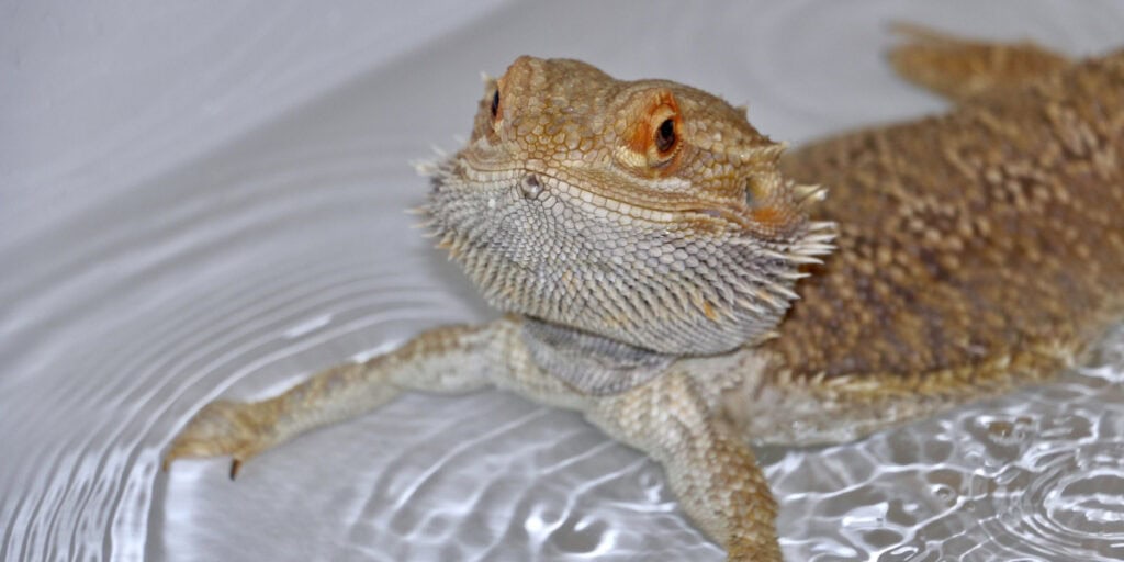 A bearded dragon with orange eyes and textured, brownish scales rests in shallow water. Slightly elevated on its front legs, it appears to be looking up, creating a serene scene. For everything you need to know about these fascinating reptiles, read on as they even navigate through shedding periods gracefully.