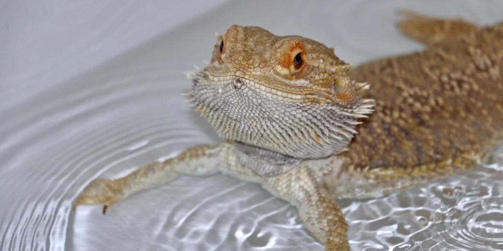 bearded dragon in bath