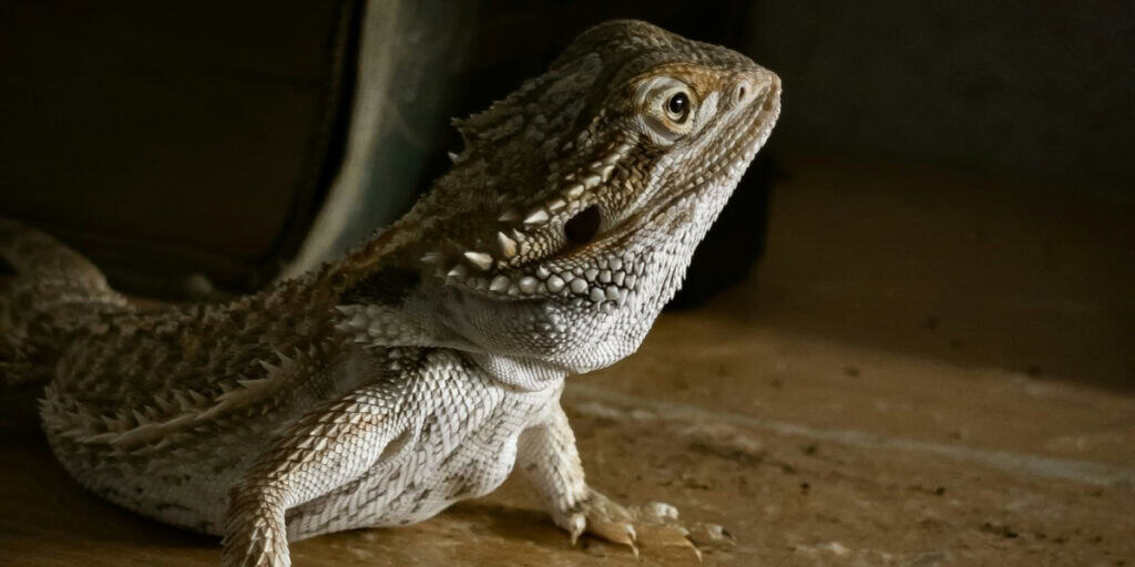 bearded dragon on substrate