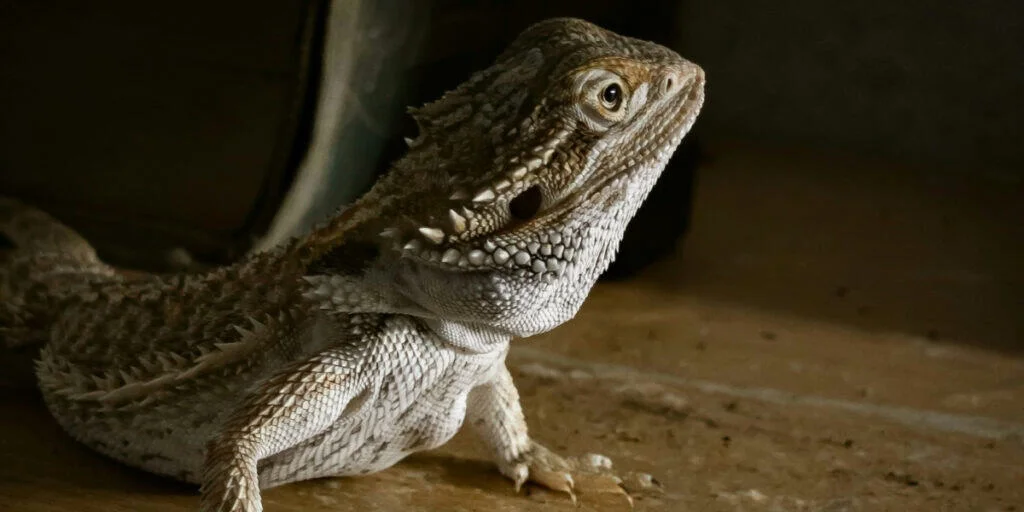 A close-up of a bearded dragon lizard sitting on a wooden surface. The lizard has rough, scaly skin with a mix of light brown and gray colors. Its head is raised, and one eye is prominently visible, giving it a curious and alert expression. In tanks with various substrate options, the background remains dark and out of focus.