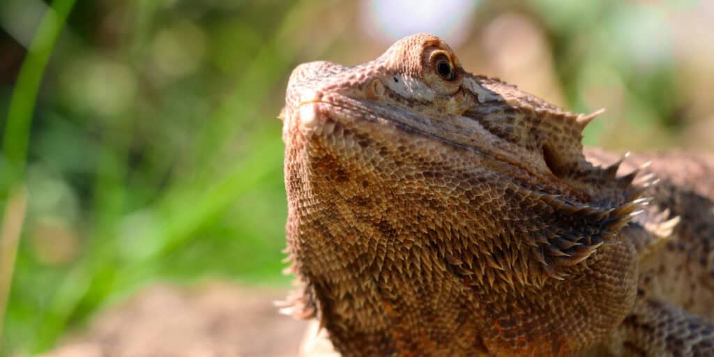 Close-up shot of a bearded dragon, a type of lizard, with its textured, brown scales and spiky beard visible. The background is slightly blurred, featuring shades of green and beige, indicative of natural outdoor surroundings—perfect for observing bearded dragon health.