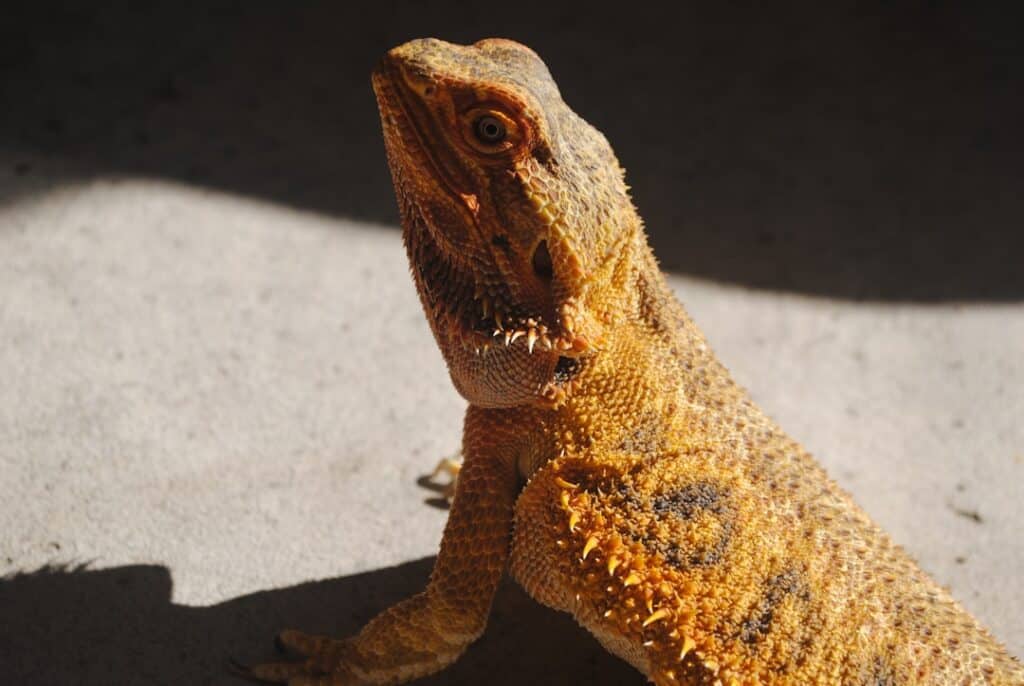 Close-up of a bearded dragon basking in the sunlight on a gray surface. The lizard has textured, scaly skin with shades of orange, brown, and tan, and it is partially in shadow. Its head is tilted slightly upward and it appears to be calmly observing its surroundings.