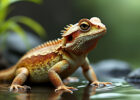 Close-up of a bearded dragon lizard standing on a wet surface, with a blurred green background. The lizard has a textured, scaly skin with shades of orange, yellow, and brown. Small plants and rocks are visible beside it, highlighting its natural habitat.