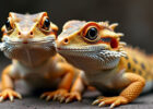 Close-up of two orange and yellow bearded dragons with black spots, sitting side by side on a gray surface. Their large, curious eyes and textured skin are clearly visible, creating a detailed and vibrant look. The background is blurred.